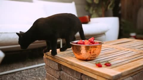 A black cat is looking for something to be anxious about