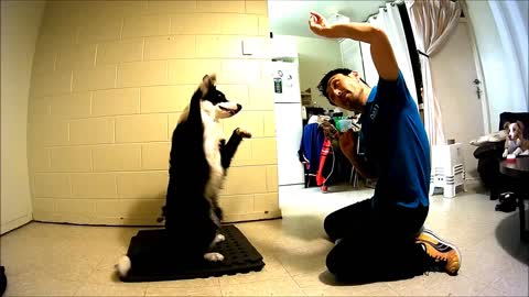 Border Collie mimics owner's movements