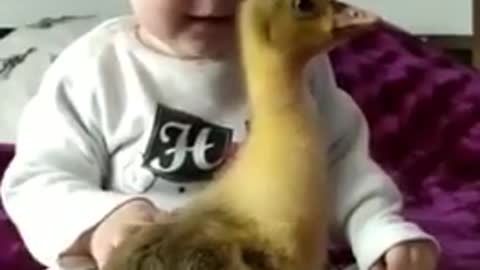 Cute little duck