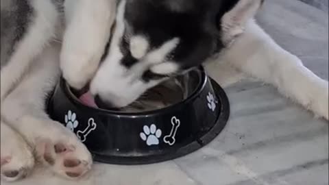 Must Watch This Very Stubborn Husky Demand A Water Bowl Refill