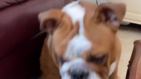 Watch how this bulldog only responds to British accent