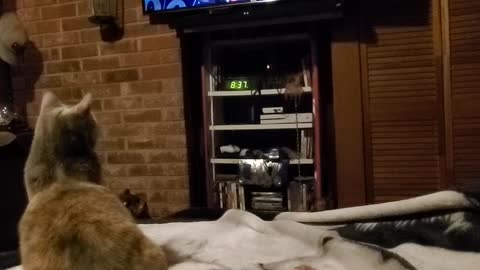 Kitty watching TV