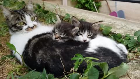 cats sleep with mam