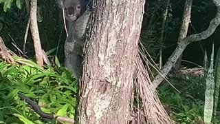 Close Encounter of the Koala Kind