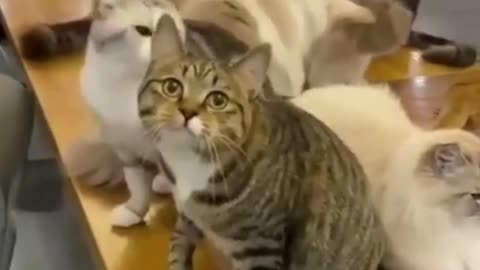 Cuddly kitten doesn't want to let the other meother