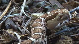 The Cost of a Rattlesnake Bite in U.S. Will Blow Your Mind