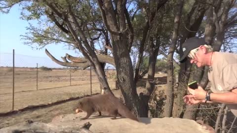 Feeding A Water Mongoose | Kevin Richardson Lion Whisperer South Africa