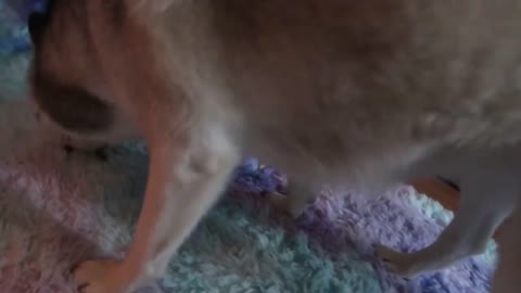 Husky tries to bury food in the carpet for later