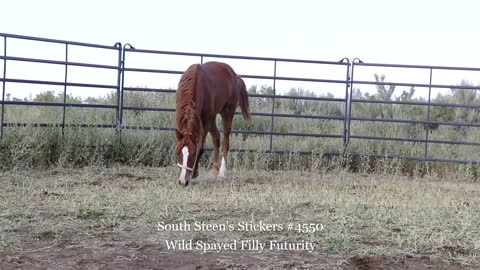 2020 Wild Spayed Filly Futurity/ South Steen's Stickers #4550