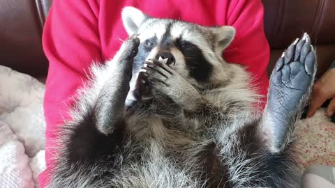 Raccoon takes the sticker off the soles of his feet.