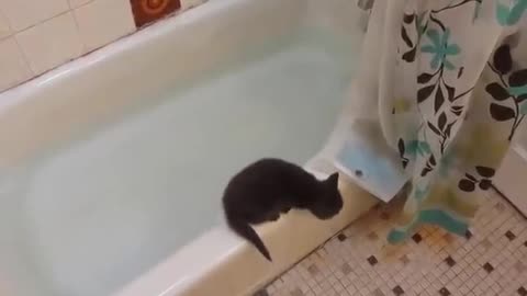 Funny cat jumps in water