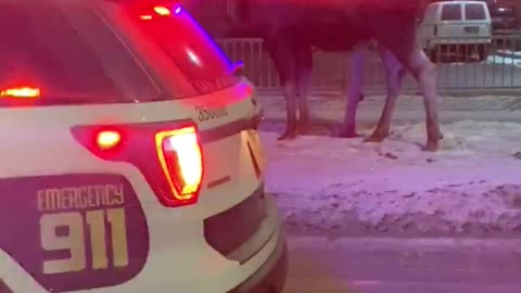 Police Step in to Stop Man Feeding Moose