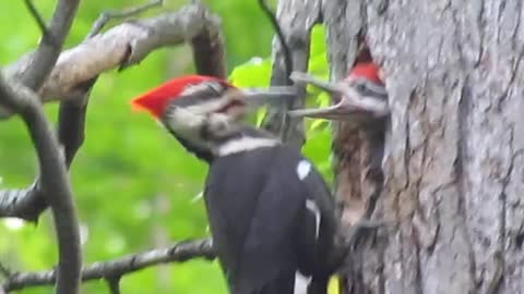pileated woodpecker is feeding her youngs