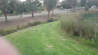 Ducks in the lake1