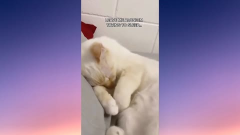 cute cat sleeping video #3