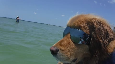 Dog Wearing Sunglasses Relaxes on Boat in Ocean