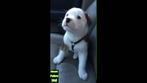 Dog gets angry at his own hiccups