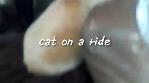 Cat on a ride