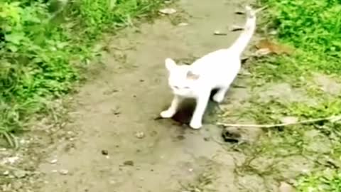 Fish and cat quarrel (funny videos)