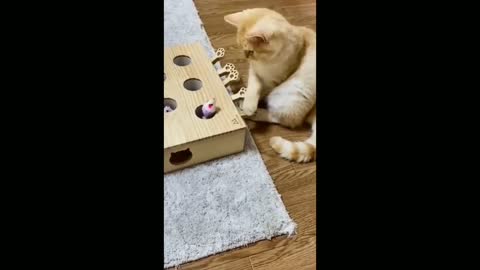 Funny Cat Video