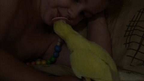 Parrot is trying to steal baby soother