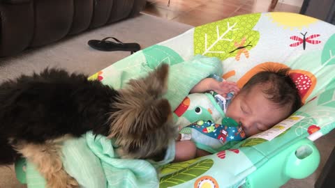Yorkie Puppy Takes Care Of Baby, Covers Him With Blanket