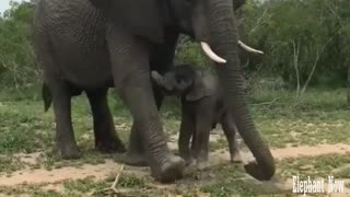 Elephant Throws Dirt On His Little Boy.