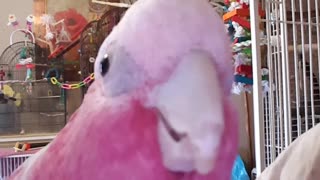 Whispering Cockatoo?!?