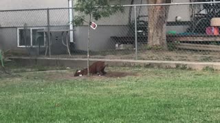 Just digging a hole Dad, what's the problem?