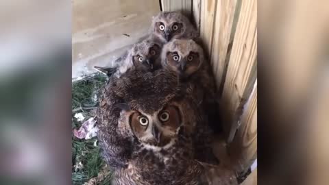 Owl - A Funny Owls And Cute Owls Compilation - owl videos 2021