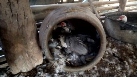 Duck In Farm Sitting For Laying Eggs