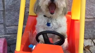 Dog in kid car