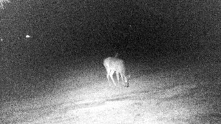 Night Time Deer Cam 2