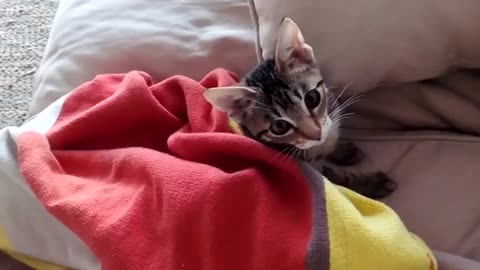 Cuttest rescued kitten covers himself with a blanket