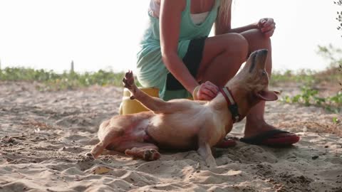 Girl volunteer in the nursery for dogs doing physiotherapy cute adult dog