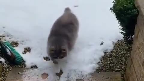 Cat following in its own footsteps precisely