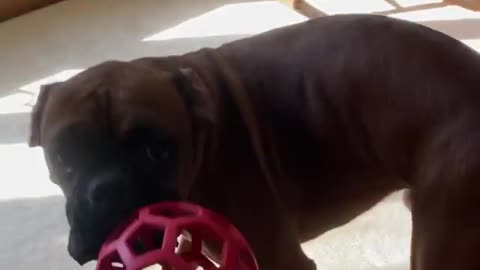 Boxer dogs playing at home