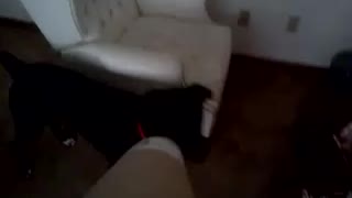 Funny Labrador Mix Trying to Figure Out Where The Sound is Coming From