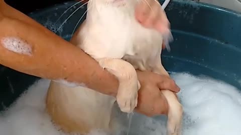Cat is Unhappy About Bathtime