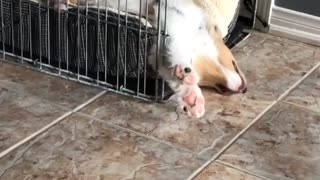 Dog sleeping with its head hanging out of cage