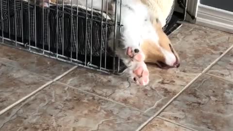 Dog sleeping with its head hanging out of cage