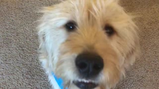 Service Dog Struggles To Bark On Command