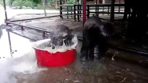 Two elephants funny bath video
