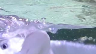 Aquarium Tunnel and Ray Feeding