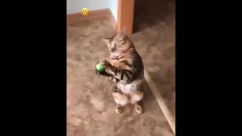 Funny cat, play ball with him