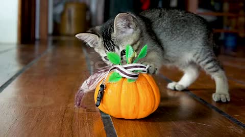 Cute kitten playing with Halloween pumpkin