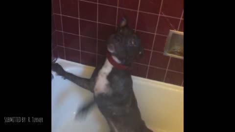 Dog Has Fun In Shower