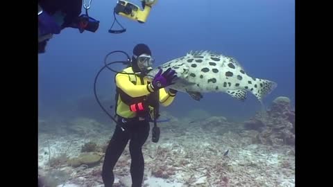 Groupers and Big Fish - Reef Life of the Andaman - Part 10