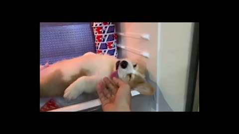 Cute Puppy Corgi love to sleep in Fridge.