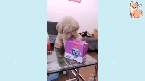 Cute dogs and puppies video part 5